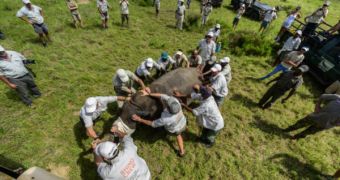 Rhino is sedated before captured and relocated to Bostwana