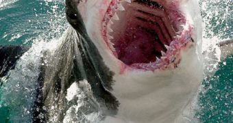 Great whites feed 3-4 times more often than previously believed