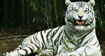 White tiger (not pictured) in Pakistan dies because of heat stroke