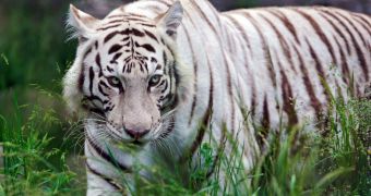 White tigress in India dies of cancer