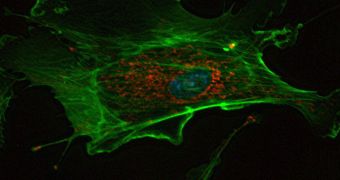 Researchers can now look at the 3D internal structure of cells without markers or destroying the target specimen