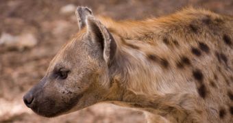 A combination of three factors wiped out Eurasian hyenas some 10,000 years ago