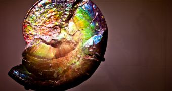 Iridescent Ammonoid fossil on display at the American Museum of Natural History, in New York City