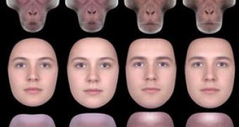 High and low symmetry male and female faces for Europeans, Hadza and macaques