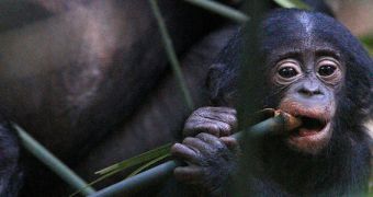 Thyroid hormones may be allowing bonobos to live longer than chimps