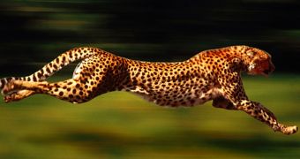 The American cheetah, Miracinonyx trumani
