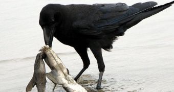 Ravens are the most intelligent birds alive today