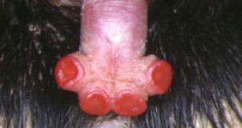 The four-headed echidna penis