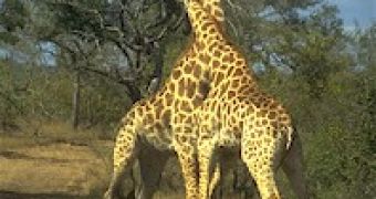 Why Do Giraffes Have Such Long Necks?