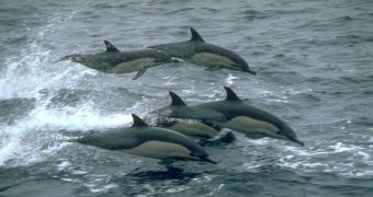 Common dolphins (Delphinus)