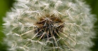 Dried Dandelion spores can provoque allergies