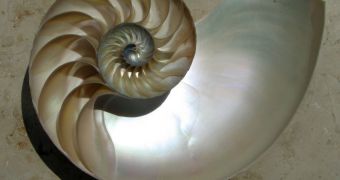 Nautilus shell made of nacre, cut in half. The chambers are clearly visible and arranged in a logarithmic spiral.