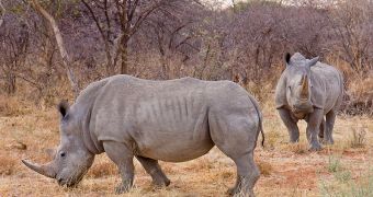 Rhinos are among the few species of megafauna that survived until present day