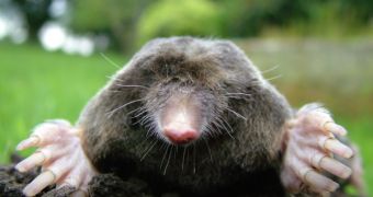 While most moles have poor eye sight, some can't see at all