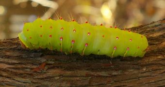 Some parasites infect caterpillars in order to keep them alive. This is done by triggering bioluminescence
