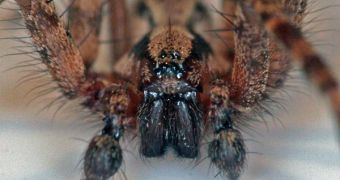 Wolf spiders are known to practice filial cannibalism