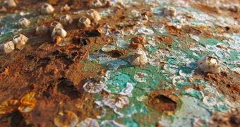 Image showing barnacle corrosion on a metal ship hull