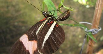 These butterflies can recognize each other by the UV pigments they contain on their wings
