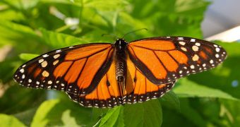 Even inside the same species, monarch butterflies that migrate develop longer wings