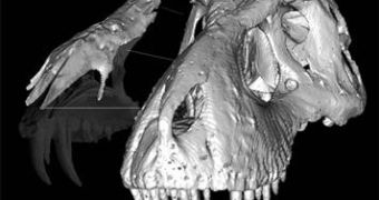 A CT scan image presenting the fused nasal bones of a T. rex