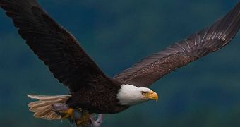 Bald eagles die in Utah due to West Nile virus infections
