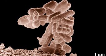 Microorganisms can adapt to the effects of antibiotics, if they are allowed room and time to mutate at will