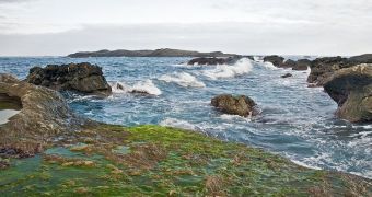Algae contain a record of surface temperatures at the time of their death