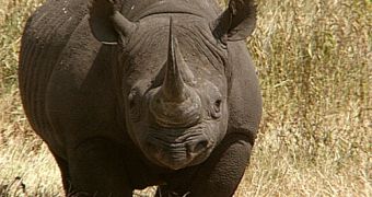 Wildlife sanctuary in Kenya has tremendous success in upping its black rhino population