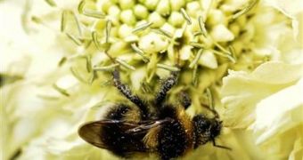 Image of a bumblebee pollinating a flower