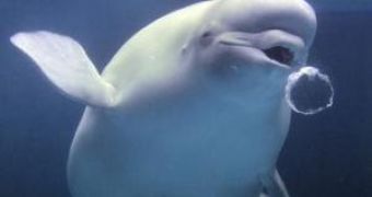 Wild Belugas Could Soon Become the Property of the Georgia Aquarium