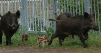 Wild boar injures 4 people in Berlin