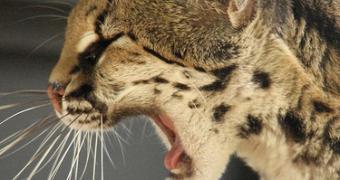 Wild Cats 'Meow' Like Their Prey