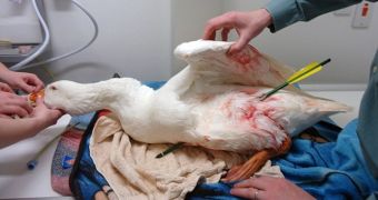 Wild goose gets shot with a crossbow, manages to survive