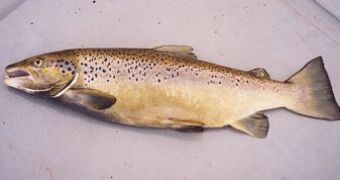 Mature salmon