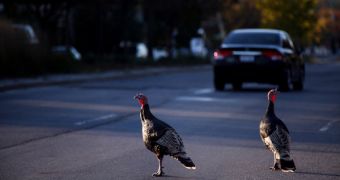 Wild turkeys on the streets of New York City