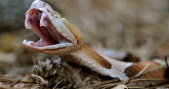 Some wild vipers are found to be capable of virgin births