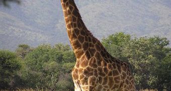 Giraffes are also being culled in Zimbabwe's national parks