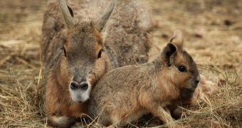 Wildlife park in the UK announces the birth of two Patagonian Mara