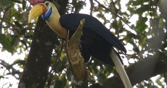 Knobbed Hornbill - Aceros cassidix - Adult male; Tangkoko Nature Reserve, North Sulawesi, Indonesia