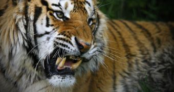 Conservationists warn tigers might soon go extinct