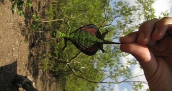 Winged Lizards Resemble Red and Green Arrowheads When Gliding