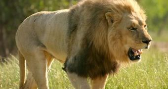 With Only 34 West African Lions Left in Nigeria, the Species Is Close to Extinction