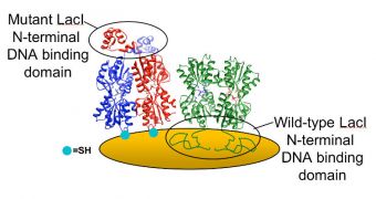 Rice University experts develop a method of using QCM to image DNA-protein binding processes