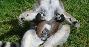 Wildlife park in the UK is now home to three baby ring-tailed lemurs