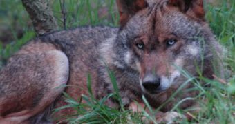 Wolf rehabilitation center in the Iberian Peninsula faces eviction