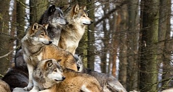 Study finds that yawning is contagious in wolves