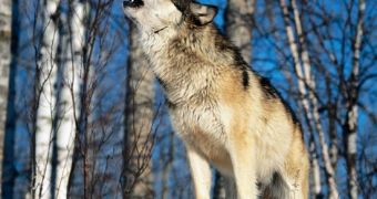 Social relationships influence a wolf's howling behavior, researchers say