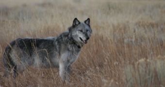 A gray wolf, of the type reintroduced in Yellowstone to fight the elks