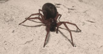 Woman almost dies after a common house spider bits her by the arm