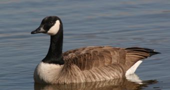 Goose attack puts woman in a hospital for 5 days